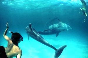 dolphin09